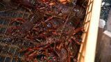 「対策がない」イセエビ漁獲量 4年で半減 有数の産地で何が?イベントに影響も=静岡・南伊豆町 | 静岡のニュース | SBSNEWS | 静岡放送
