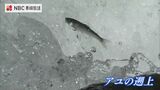 激流を舞う アユの遡上~五島市玉之浦町 | 長崎のニュース | 天気 | NBC長崎放送