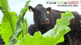やっかいな雑草「ギシギシ」とは?牧場で抜き取り→最後はピクルスにして食べちゃいました!「酸味があっておいしい」子どもにも好評|TBS NEWS DIG
