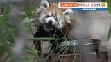 よろしくね「桃香（もこ）」です　レッサーパンダの赤ちゃん名前決まる　熊本市動植物園　約2万票のうち半数を獲得　10月ごろお披露目　|TBS NEWS DIG