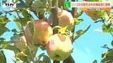りんごでは“難しい”と言われた有機栽培に挑戦 あえて“手間暇がかかる方法”に挑戦する思いは | 山形のニュース│TUYテレビユー山形