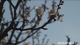 梅の開花を発表 平年より1日早く 鹿児島地方気象台 | 鹿児島のニュース|MBC NEWS|南日本放送