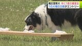 目指せ“犬のおまわりさん”! 2026年は16種69頭がエントリー!年1度の「嘱託警察犬」の審査会 「私の緊張が伝わったかな…」少し不調の犬もいれば自慢の鼻で訓練の成果を披露する犬も 選考基準とは? | 青森のニュース│ATV NEWS│青森テレビ