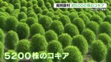 阿蘇五岳にコキアを添えて　道の駅「あそ望の郷くぎの」新名所目指し1000株→5200株にボリュームアップ　|　熊本のニュース｜RKK NEWS｜RKK熊本放送