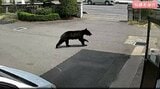 【クマ1頭発見・駆除】【画像あり】市街地でクマの目撃が相次いでいた長野・千曲市「川の中の草むらの方でずっとうろうろしていた…」麻酔銃使って捕獲・駆除…体長は約1メートル | SBC NEWS | 長野のニュース | SBC信越放送