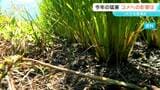 コメの生育状況「例年より5日から10日早い」記録的な猛暑で品質低下のおそれも JAが生産者に適切な管理を呼びかけ|TBS NEWS DIG