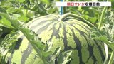 まもなく収穫目前「朝日すいか」 各地で30℃以上の真夏日 富山|TBS NEWS DIG