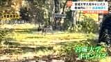 「イノシシじゃないの、クマだ」宮城大学キャンパスにクマ 構内に緊張走る カキの実食べる様子も連日目撃 宮城|TBS NEWS DIG