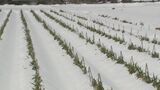 白ネギ畑「大雪」に埋もれながらも…農家「想定内」と前向き　「雪に埋もれたネギ、味は逆に良くなる」と独自の販売戦略で立ち向かう　|　BSSニュース | BSS山陰放送