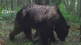 「タバコがクマ対策に使える?」「大声を出すことは有効?」クマによる人的被害を防ぐ基本のQ&A 正しく知って無駄な衝突をしないために | 北海道のニュース|HBC北海道放送
