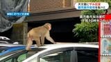 天文館にもサル出没！堂々と横断歩道渡る姿も…同じサル1匹か　城西中学校でも　鹿児島　|　鹿児島のニュース｜MBC NEWS｜南日本放送