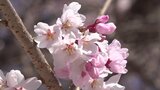 植樹した日本三大桜の1つ「三春の瀧桜」が見頃に 園児がお花見 富士川町の寺 | 山梨のニュース | UTYテレビ山梨