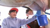 本物の牛2頭が学校に登場 牛乳の消費拡大目指し特別教室 岩手・盛岡市|TBS NEWS DIG