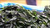 ミネラルビタミン豊富!旬の「三陸わかめ」初入札 去年より1139円高く取引 宮城・気仙沼市 | 宮城のニュース│tbc NEWS│tbc東北放送