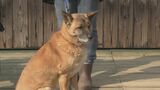 マツダやブリヂストンが動物保護のNPO法人に寄付「資金不足なので感謝の気持ちでいっぱい」医療費に使用|TBS NEWS DIG