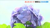 “あじさいロード”を彩る2000本のアジサイ見ごろに 夜はライトアップも 新潟・上越市 正善寺ダム|TBS NEWS DIG