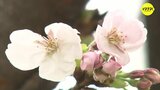 「満開も見たい」サクラの開花を発表　１週間から10日後ごろ満開に　広島|TBS NEWS DIG