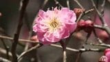 「うれしい、ずっと雪の中にいたから」“早咲きのウメ”青森県八戸市でほころぶ　一足早く春の訪れ告げる|TBS NEWS DIG