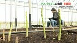 『天ぷらがおすすめです』 春の味覚 “春芽アスパラガス” の出荷が最盛期 | 熊本のニュース|RKK NEWS|RKK熊本放送