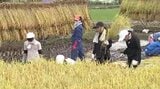 コメの品評会で全国的に高い評価…長野・山ノ内町の小学校で稲刈り「金賞を取りたいです!」12月の品評会に出品へ | SBC NEWS | 長野のニュース | SBC信越放送