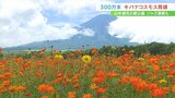 約300万本のキバナコスモスが見頃 地元中高生によるジャズ演奏も 山梨・山中湖花の都公園 | 山梨のニュース | UTYテレビ山梨