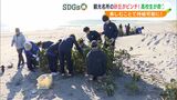 「広い砂浜、砂丘を見たい」“壊滅的”中田島砂丘を救え 高校生が放置枝の堆砂垣で浸食を防ぐ【SDGs】 | 静岡のニュース | SBSNEWS | 静岡放送