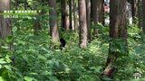 連日のクマ目撃　デイサービス施設前に座るクマ　警戒続く　青森県東北町|TBS NEWS DIG
