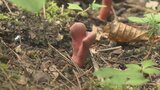 触れただけで皮膚がただれる恐れ 猛毒キノコ「カエンタケ」 生息範囲の拡大懸念 山梨 | 山梨のニュース | UTYテレビ山梨