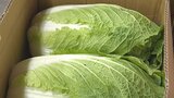 野菜価格が高騰 ハクサイやダイコンなど鍋用は例年の2倍も 高止まりの背景には何が | 大分のニュース|OBS NEWS|大分放送