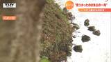 「見つかったのは氷山の一角」山形県内で連続確認の“鳥インフルエンザ” 専門家が見た今後の動向 | 山形のニュース│TUYテレビユー山形