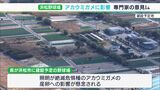 浜松市沿岸部に建設予定の新野球場 照明のアカウミガメへの影響など参考人招き審議ー静岡県議会|TBS NEWS DIG