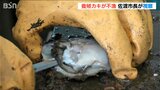 「海水温上昇の影響でクロダイがカキの稚貝をエサに?」佐渡の養殖カキ水揚げ激減|TBS NEWS DIG