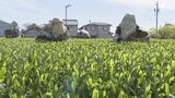 「お茶の芽は育ってくるので待ったなし」製茶コストが半年で倍増... 露地栽培の新茶が初摘み「過去最高の出来」も原油高が直撃|TBS NEWS DIG