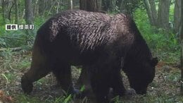 「タバコがクマ対策に使える?」「大声を出すことは有効?」クマによる人的被害を防ぐ基本のQ&A 正しく知って無駄な衝突をしないために|TBS NEWS DIG