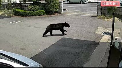 クマ1頭発見・駆除】【画像あり】市街地でクマの目撃が相次いでいた