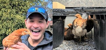 照英】 「家族」のニワトリ 「カラスや野鳥に怯えて様々な場所に隠れて 