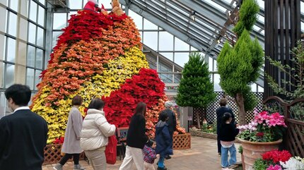 クリスマス　観葉植物　２ ツリーだけじゃない！ポインセチアや冬の観葉植物で彩るクリスマス空間