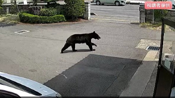 【クマ1頭発見・駆除】【画像あり】市街地でクマの目撃が相次いでいた長野・千曲市「川の中の草むらの方でずっとうろうろしていた…」麻酔銃使って捕獲・駆除…体長は約1メートル　|　SBC NEWS | 長野のニュース | SBC信越放送