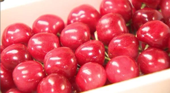 1箱2万円!?「色付きがよく大粒に」ハウス栽培のサクランボが初出荷　長野・中野市　|　SBC NEWS | 長野のニュース | SBC信越放送