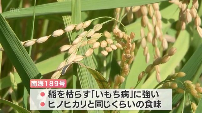 暑さに"強い"コメ　宮崎県が開発「南海189号」の収穫　今後への期待|TBS NEWS DIG