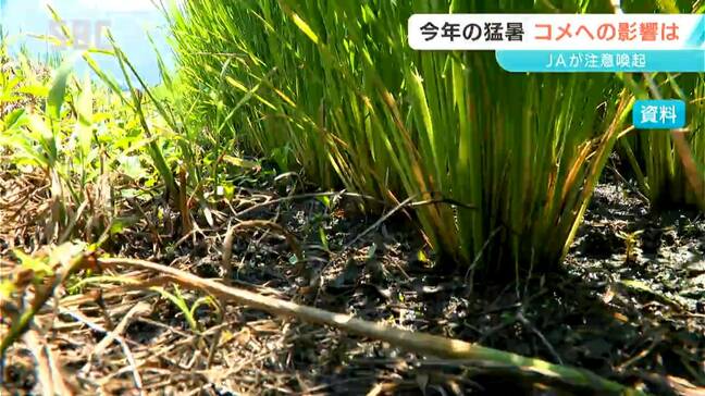 コメの生育状況「例年より5日から10日早い」記録的な猛暑で品質低下のおそれも JAが生産者に適切な管理を呼びかけ|TBS NEWS DIG