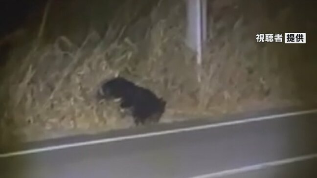 クマの目撃数 過去最多の347頭 月別では6月 次いで11月 きょう緊急銃猟の初めての訓練を実施 山梨|TBS NEWS DIG