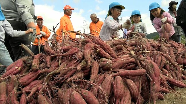 「ストーブに入れて焼き芋に」親子づれら70人が約1tのサツマイモ掘り【岡山・津山市】|TBS NEWS DIG