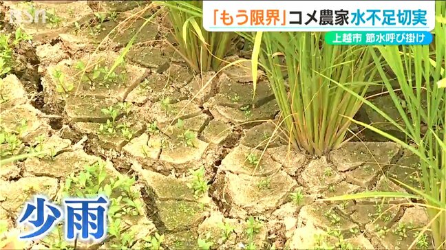 「もう限界に…」“記録的少雨”でため池は水位低下 用水路は乾き…出穂期迎えるコメ作りに影響も「稲に我慢してもらっています」　新潟・上越市|TBS NEWS DIG