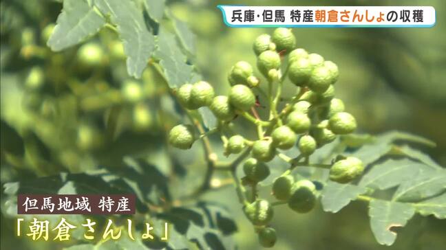 「ここ数年ないような最高の出来」さわやかな香りと柔らかな辛味が特徴の「朝倉さんしょ」収穫が最盛期　　兵庫・朝来市|TBS NEWS DIG