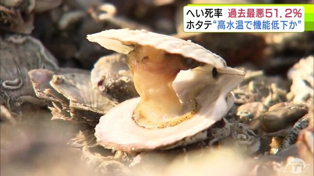 青森県「陸奥湾ホタテ」大量死の実態あきらかに…　2024年秋に稚貝を養殖かごに移しかえた直後に多くの貝が死ぬ　全湾の平均でへい死率が過去最悪の51.2%に　高水温で「ホタテのエラ繊毛」に異常きたし…|TBS NEWS DIG