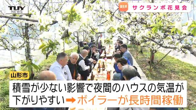 「かんぱい！」一足早い春の訪れ　山形市の園地でサクランボの花見　例年とは異なる "ある状況" に不安も...（山形）|TBS NEWS DIG