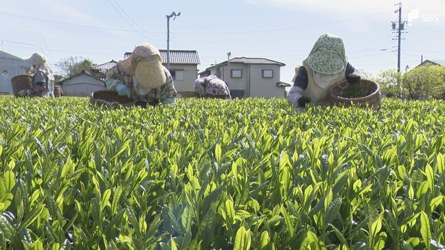 「お茶の芽は育ってくるので待ったなし」製茶コストが半年で倍増... 露地栽培の新茶が初摘み「過去最高の出来」も原油高が直撃|TBS NEWS DIG