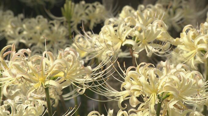 願掛け寺に咲く　珍しい「白いヒガンバナ」見頃に|TBS NEWS DIG