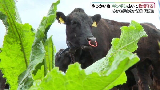 やっかいな雑草「ギシギシ」とは？牧場で抜き取り→最後はピクルスにして食べちゃいました！「酸味があっておいしい」子どもにも好評|TBS NEWS DIG